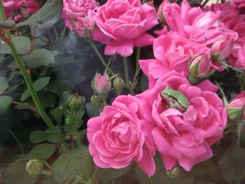 ピンクノックアウトとカエル