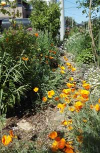 カリフォルニアポピー