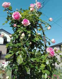 ピエールドロンサール