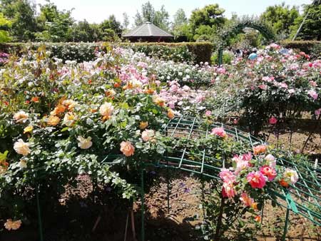 花菜ガーデンのバラ