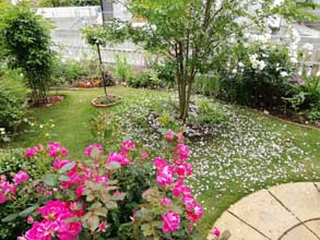 ピンクノックアウト