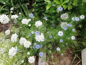 オルレアとニゲラ