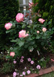 ジュビエール・プリンス・ド・モナコ