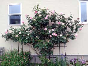 ピエール・ド・ロンサール