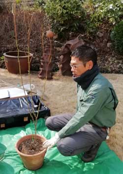 バラの鉢替え１