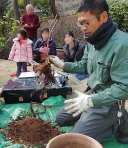 バラの鉢替え２