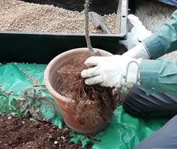 バラの鉢替え４