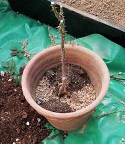 バラの鉢替え６