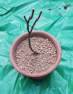 バラの鉢替え７